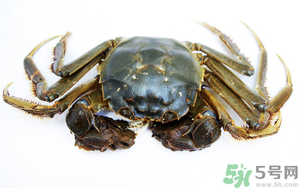 河蟹死了還能吃嗎？河蟹死了多久還能吃？