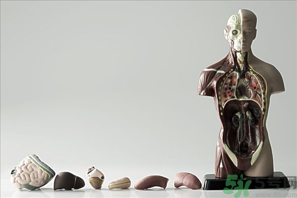 腸炎肚子疼怎么辦？腸炎肚子疼怎么緩解？