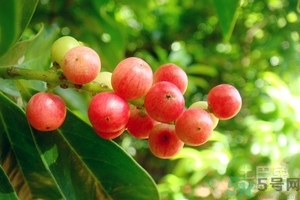 五月茶的功效 五月茶怎么吃？