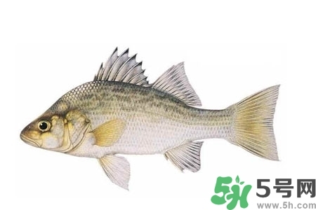秋季適合吃什么魚？秋季吃魚的好處？