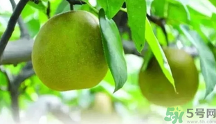 吃梨子喝水會(huì)拉肚子嗎？吃完梨子能喝水嗎？