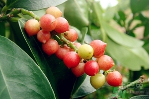 五月茶的功效 五月茶怎么吃？
