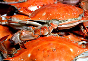 梭子蟹多少錢一斤？梭子蟹多少錢一只？