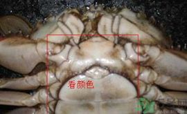 梭子蟹怎么挑選？梭子蟹挑選圖解