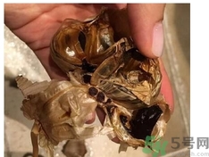 黑蒜可以補身體嗎？怎么自制黑蒜？