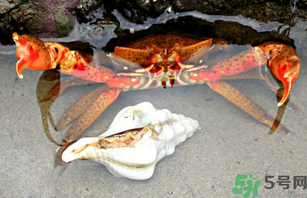 河蟹死了一天能吃嗎？河蟹死了多久不能吃？