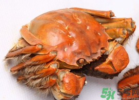 河蟹死了一天能吃嗎？河蟹死了多久不能吃？