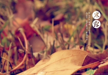 寒露是什么意思？寒露是幾月幾日