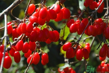 茱萸是什么？重陽節(jié)為什么要插茱萸？