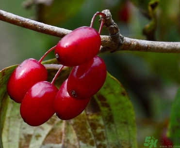 茱萸是什么？重陽節(jié)為什么要插茱萸？