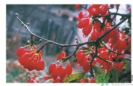 茱萸是什么？重陽節(jié)為什么要插茱萸？