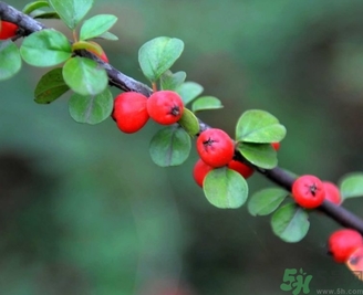 茱萸是什么？重陽節(jié)為什么要插茱萸？