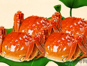梭子蟹和大閘蟹的區(qū)別？梭子蟹和大閘蟹哪個(gè)好？