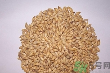 麥芽可退奶還是發(fā)奶？麥芽的功效與作用