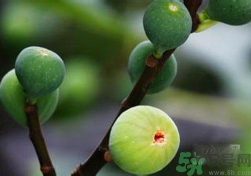吃無花果會過敏嗎？吃無花果干會過敏嗎？