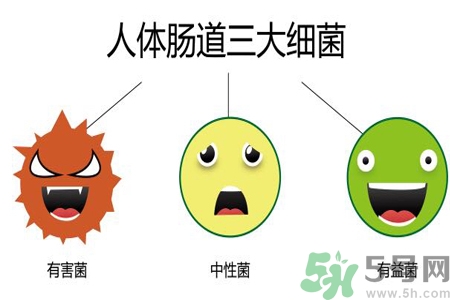 引起腸道老化的原因是什么？四種人腸道老化快