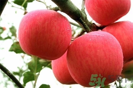孕婦吃嘎啦果的好處有哪些？嘎啦果的營(yíng)養(yǎng)價(jià)值