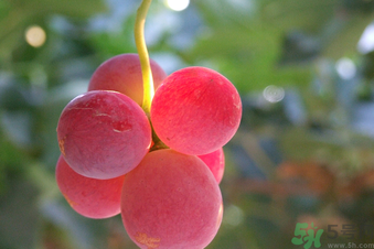 巨峰葡萄多少錢一斤？巨峰葡萄價(jià)格