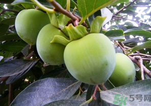 青柿子怎么吃？青柿子能吃嗎？