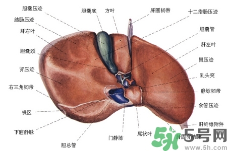 男性護(hù)肝的方法有哪些？養(yǎng)肝護(hù)肝必吃3大營養(yǎng)素