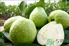 芭樂怎么吃？芭樂的營(yíng)養(yǎng)價(jià)值與功效