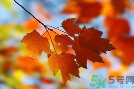 秋季上火怎么辦？秋天上火吃什么好？