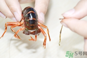 活蝦怎么處理干凈蝦線？活蝦怎么去蝦線？