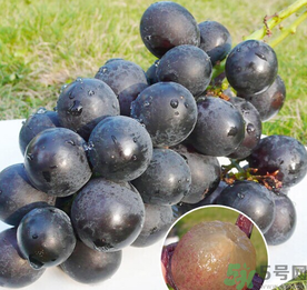 巨峰葡萄怎么保存？巨峰葡萄可以放多久？