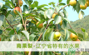 孕婦能吃南國梨嗎？南國梨孕婦可以吃嗎？