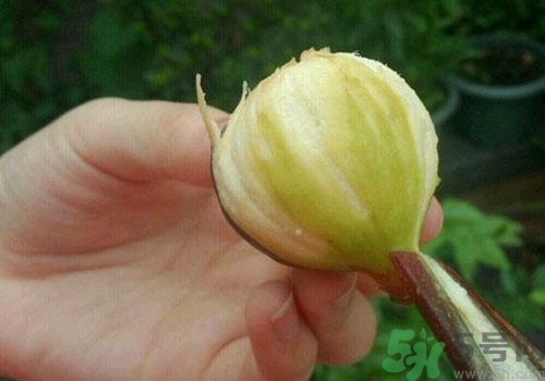 吃無花果要剝皮嗎？吃無花果皮有什么好處？