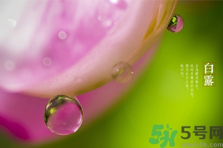 白露節(jié)吃什么？白露節(jié)的傳統(tǒng)美食有哪些？