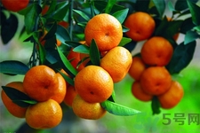 橘子可以多吃嗎？橘子吃多了會(huì)怎樣？