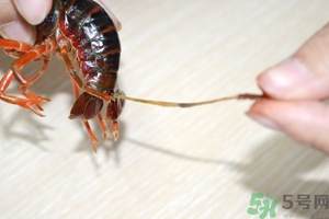 活蝦怎么處理干凈蝦線？活蝦怎么去蝦線？