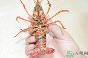 活蝦怎么處理干凈蝦線？活蝦怎么去蝦線？
