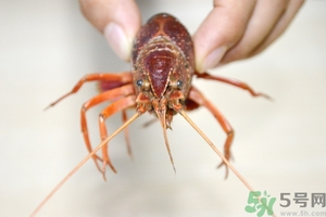活蝦怎么處理干凈蝦線？活蝦怎么去蝦線？