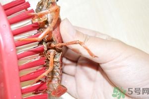 活蝦怎么處理干凈蝦線？活蝦怎么去蝦線？