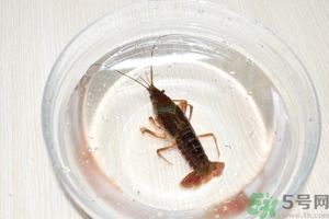 活蝦怎么處理干凈蝦線？活蝦怎么去蝦線？