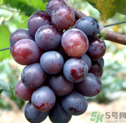 巨峰葡萄怎么有酒味？葡萄有酒味還能吃嗎？