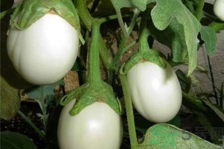 蛋樹(shù)是什么？蛋樹(shù)可以吃嗎？