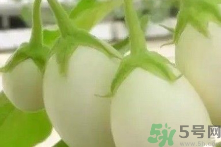 蛋樹(shù)是什么？蛋樹(shù)可以吃嗎？