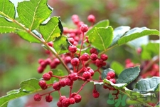 花椒可以治療打鼾嗎？花椒的好處有哪些？