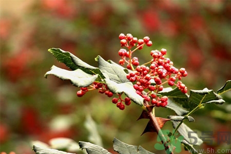 花椒可以治療打鼾嗎？花椒的好處有哪些？