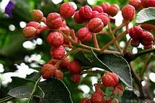 花椒可以治療打鼾嗎？花椒的好處有哪些？