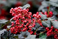 花椒可以治療打鼾嗎？花椒的好處有哪些？