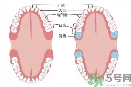 多少歲開始長智齒？智慧牙長到多少歲？