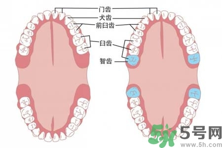 智齒橫著長怎么辦？智齒橫著長一定要拔了嗎？