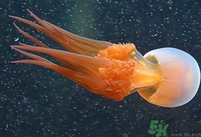 海蜇是發(fā)物嗎？手術(shù)后可以吃海蜇嗎？