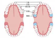 智齒橫著長(zhǎng)怎么辦？智齒橫著長(zhǎng)一定要拔了嗎？
