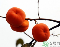 吃柿子會(huì)胖嗎？柿子吃多了會(huì)胖嗎？