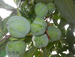 孕婦可以吃青柿子嗎？青柿子孕婦可以吃嗎？